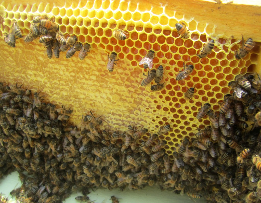 importance of honey