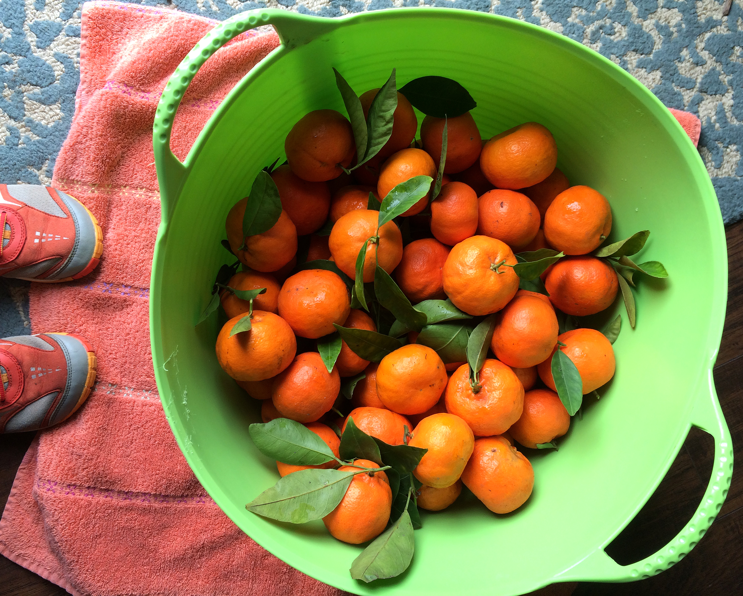Fresh Picked Clementines