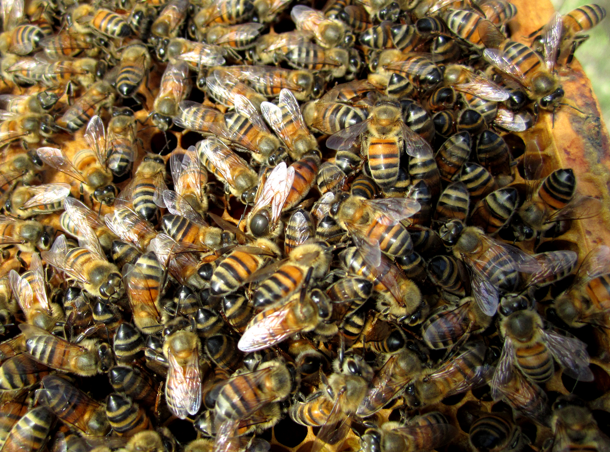 Queen Elena inside a bee hive