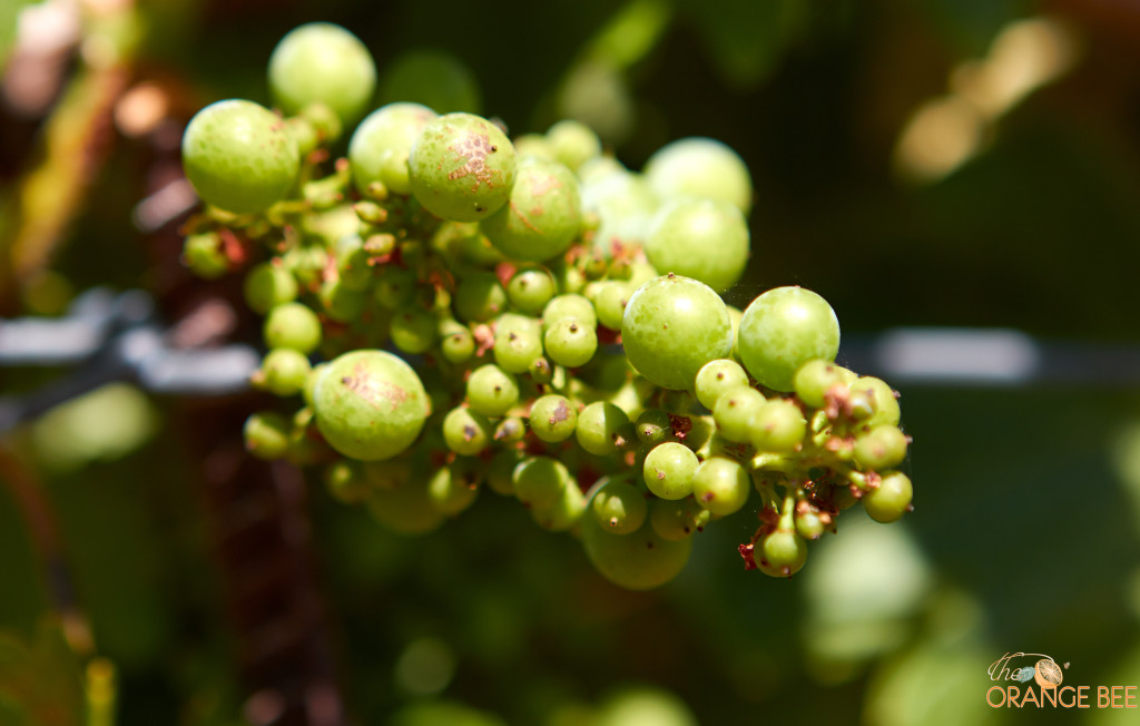 Grapes Laurel Glen VIneyard