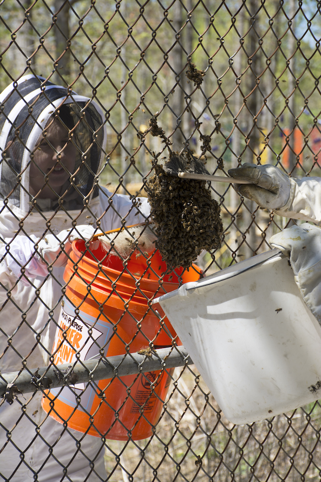 Brushing the last few hundred bees into our buckets simultaneously kept us from knocking them to the ground.