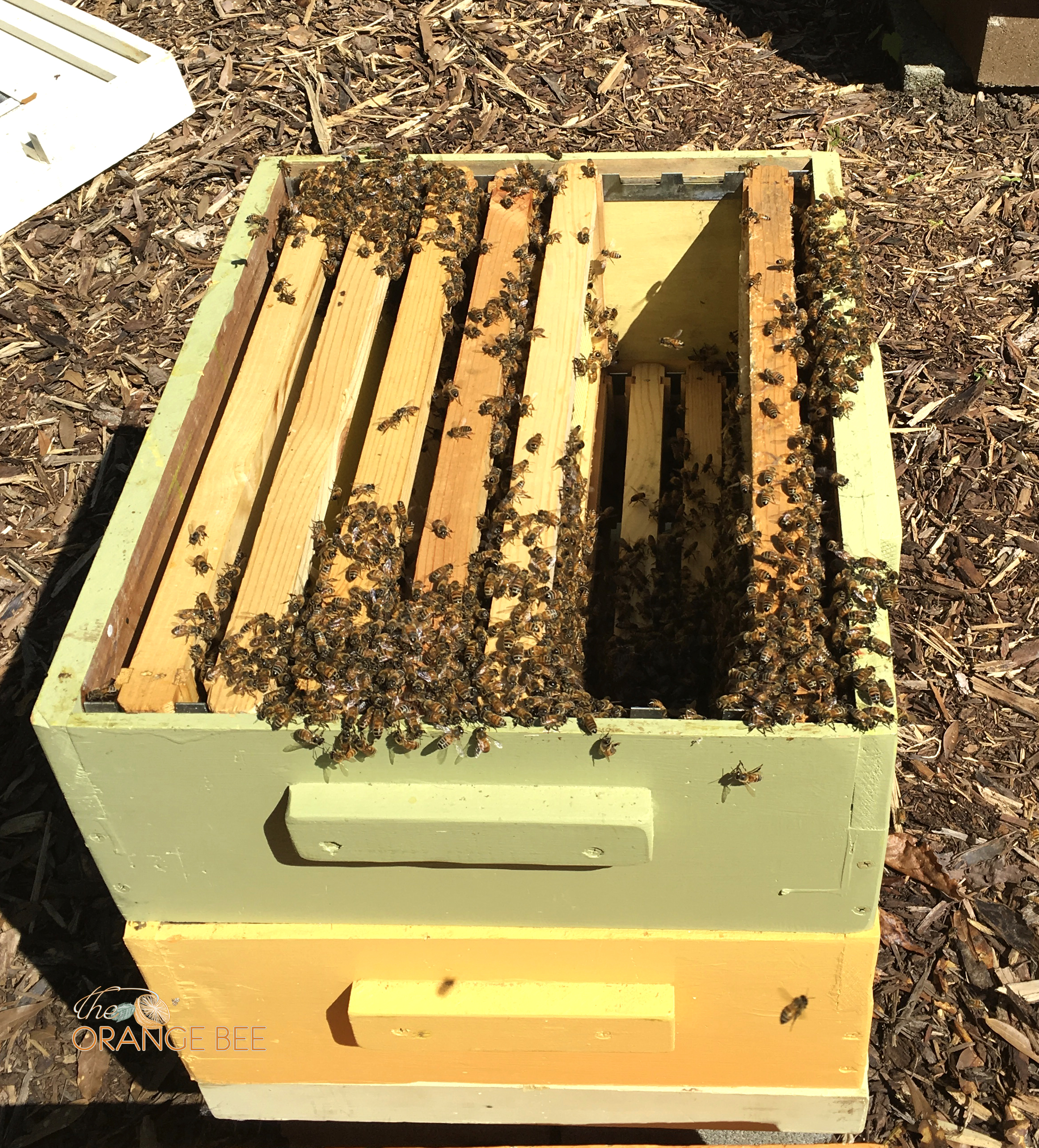 Bees are gathering inside their new hive.