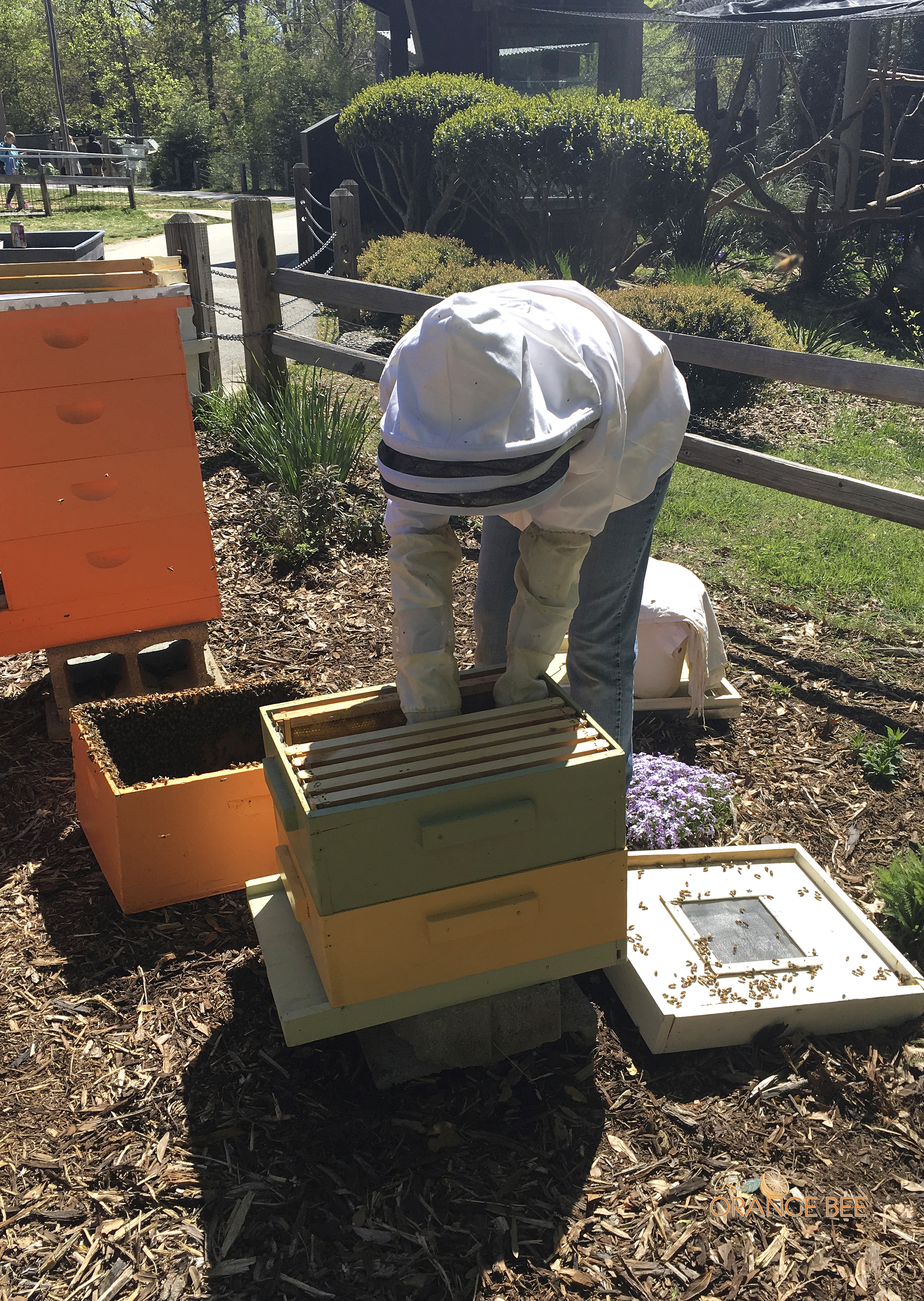 Placing the queen catcher inside the hive.