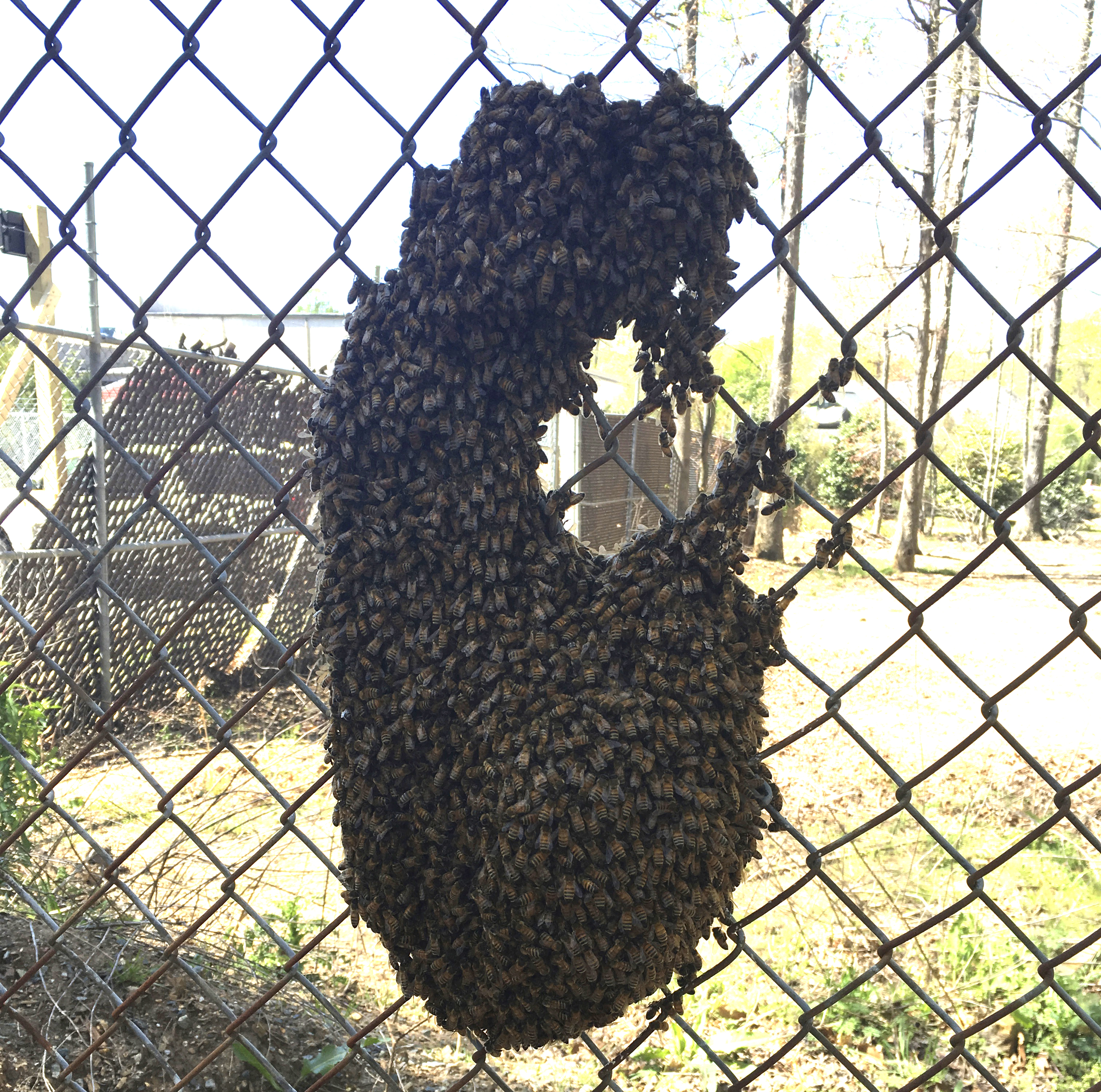 Swarm on Fence