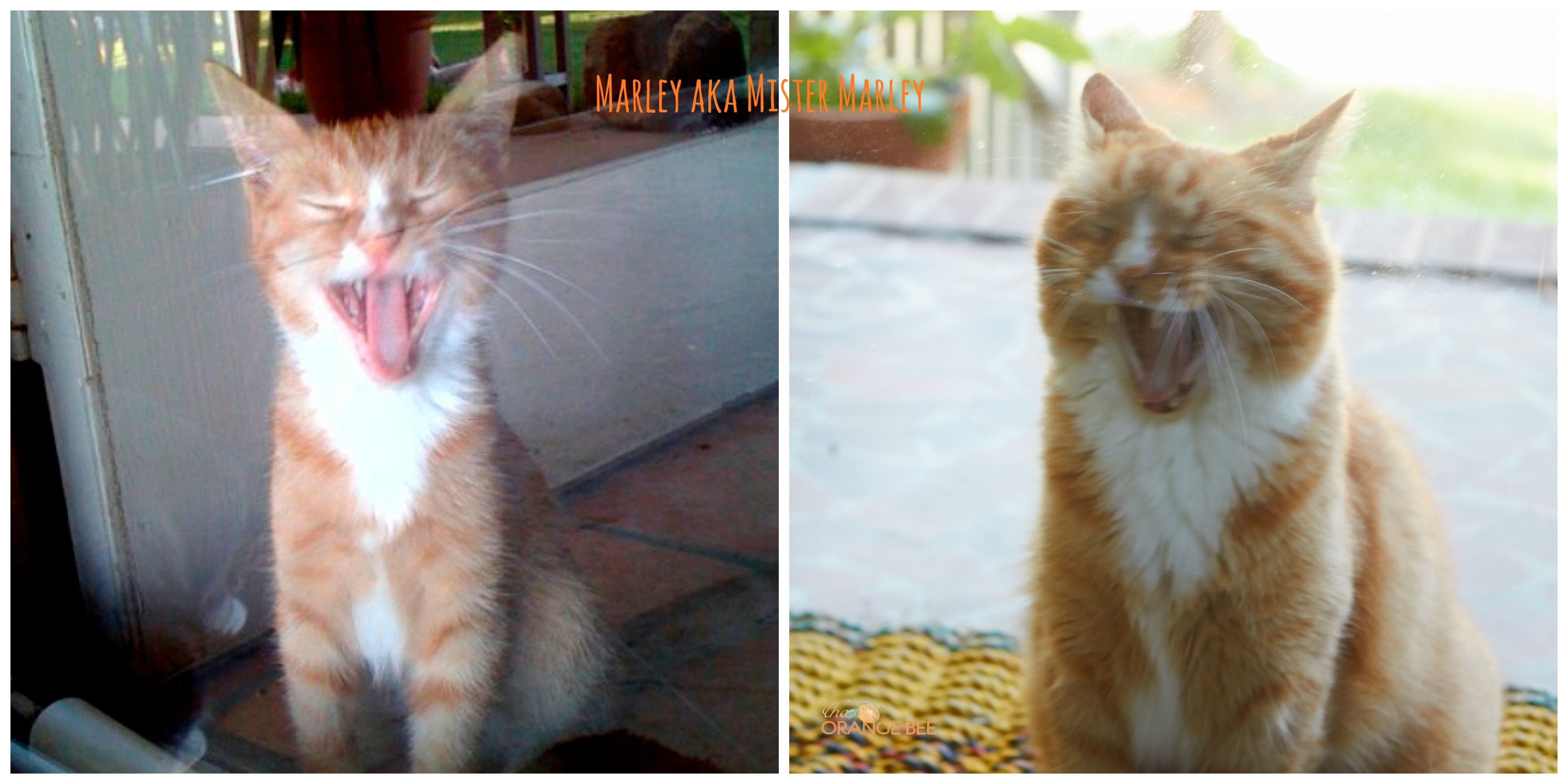 Marley as a kitten and now - he's hasn't changed much!