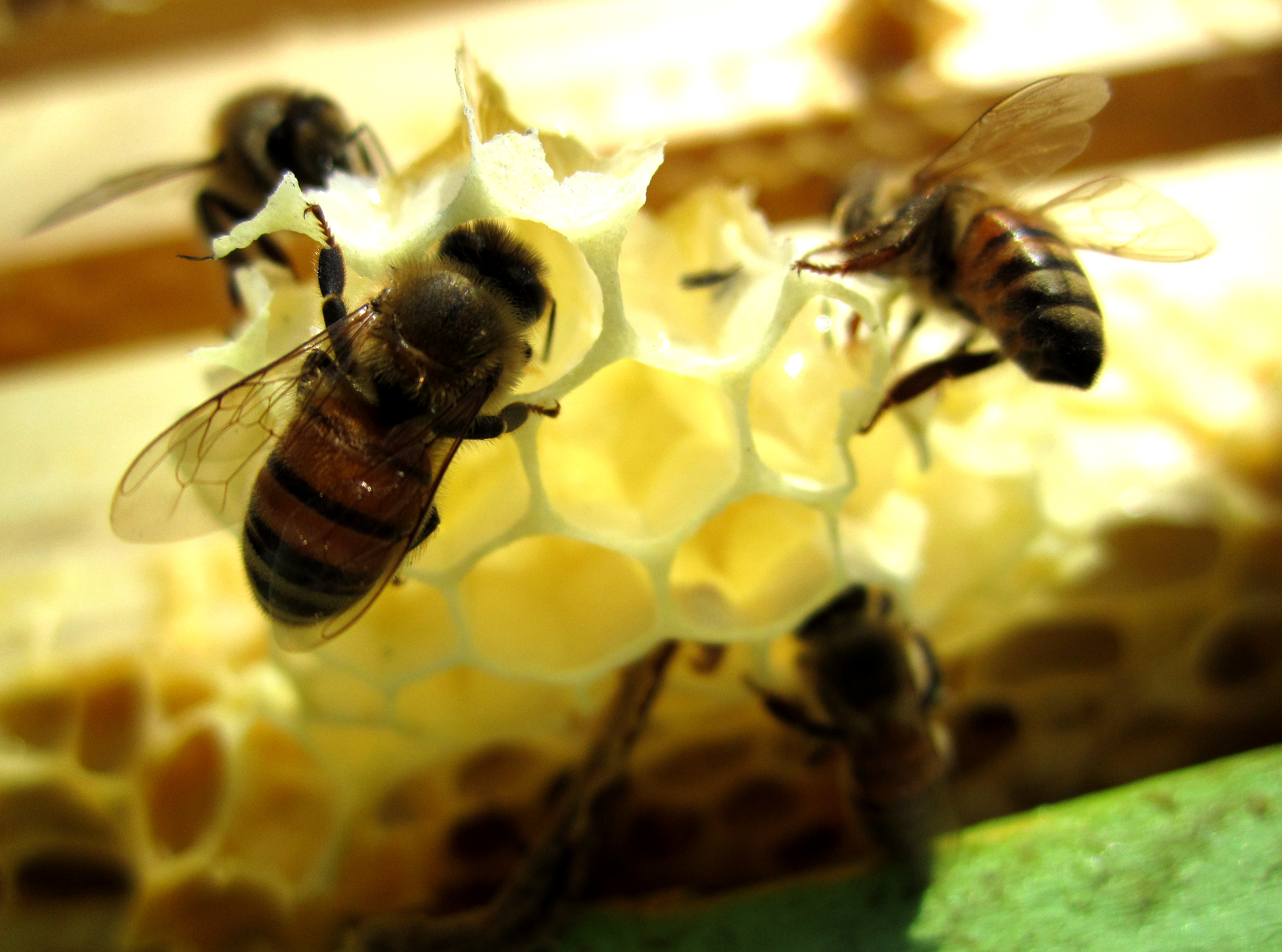 Honey bees on comb