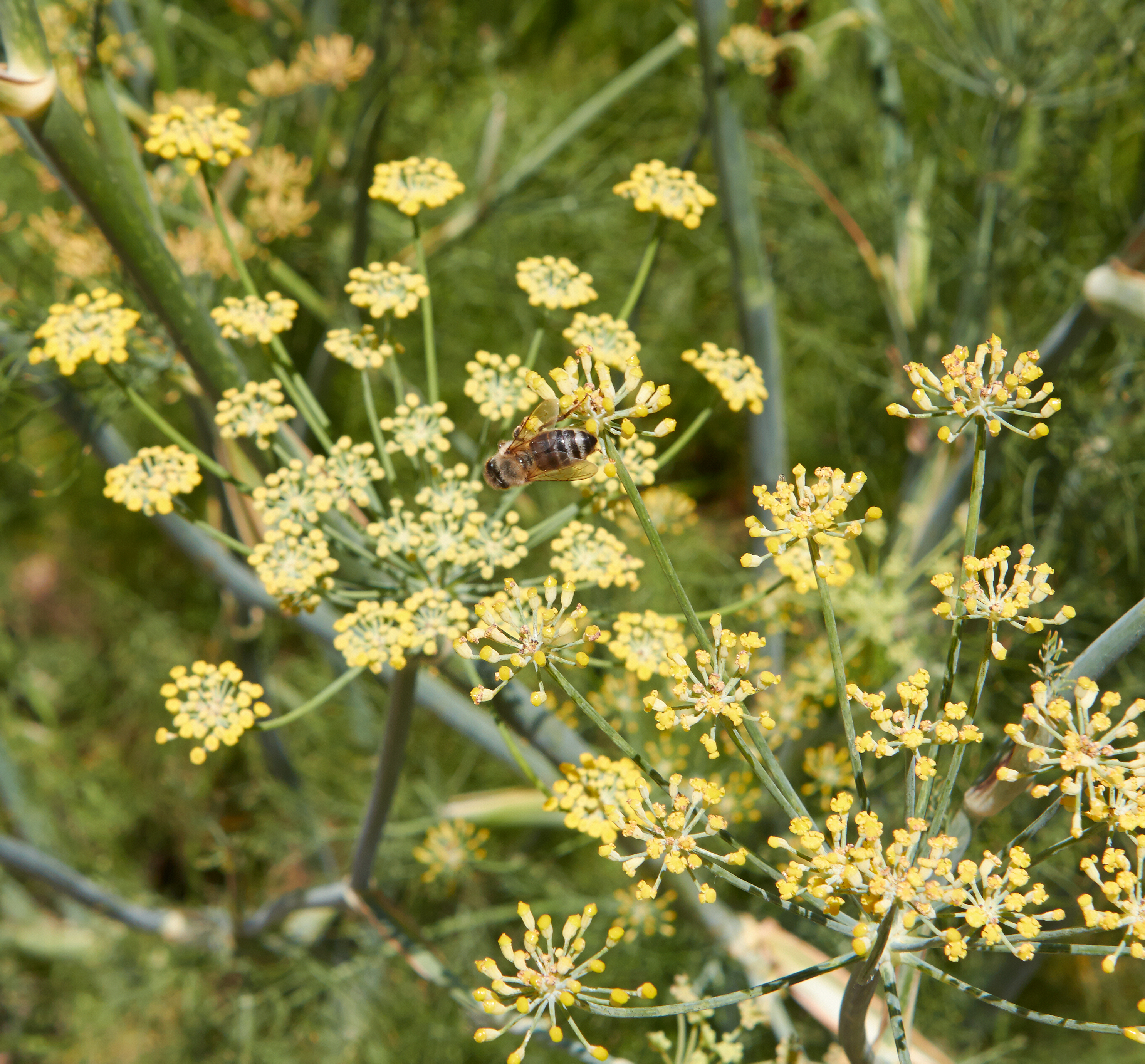 You know I loved learning that there are two active bee hives on the Krug property. This bee is foraging in the fennel.