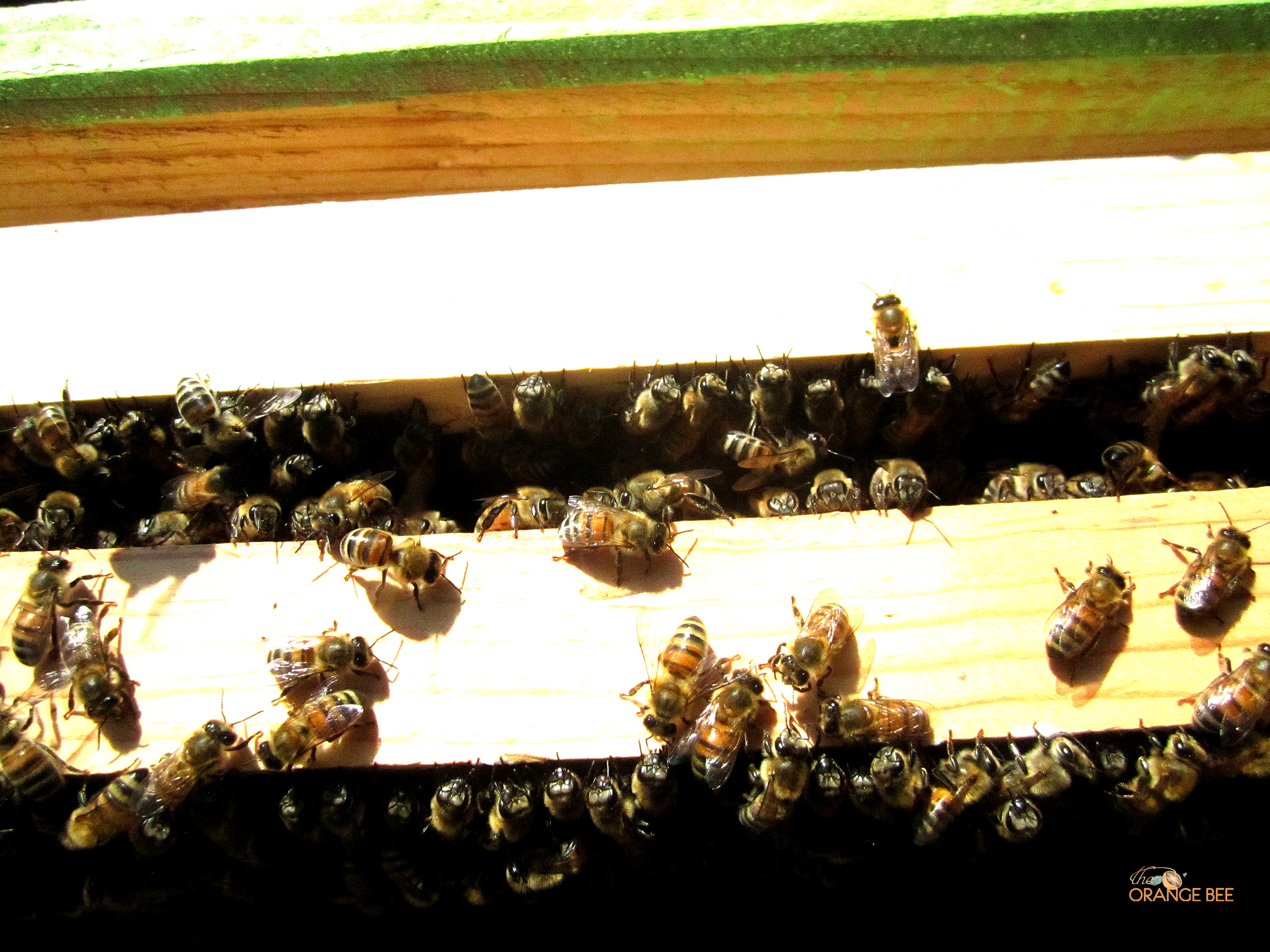 Guard bees - watching the bee hive for intruders.