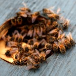 Delicious Honey Bees