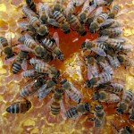 extracting honey