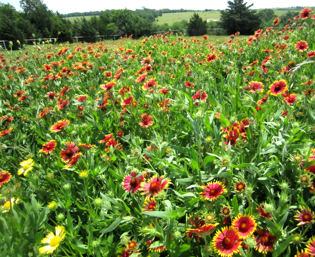 Colorful Indian Blankets Bloom Across Texas