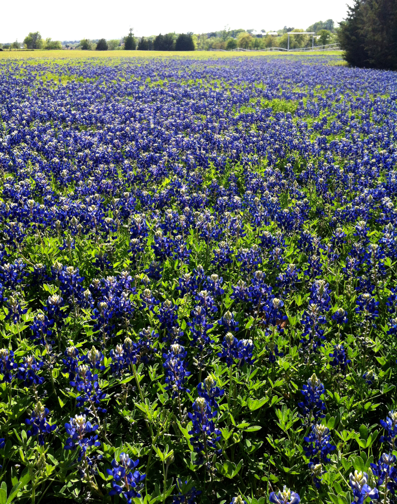 Texas Bluebonnets