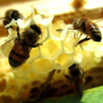 beeswax